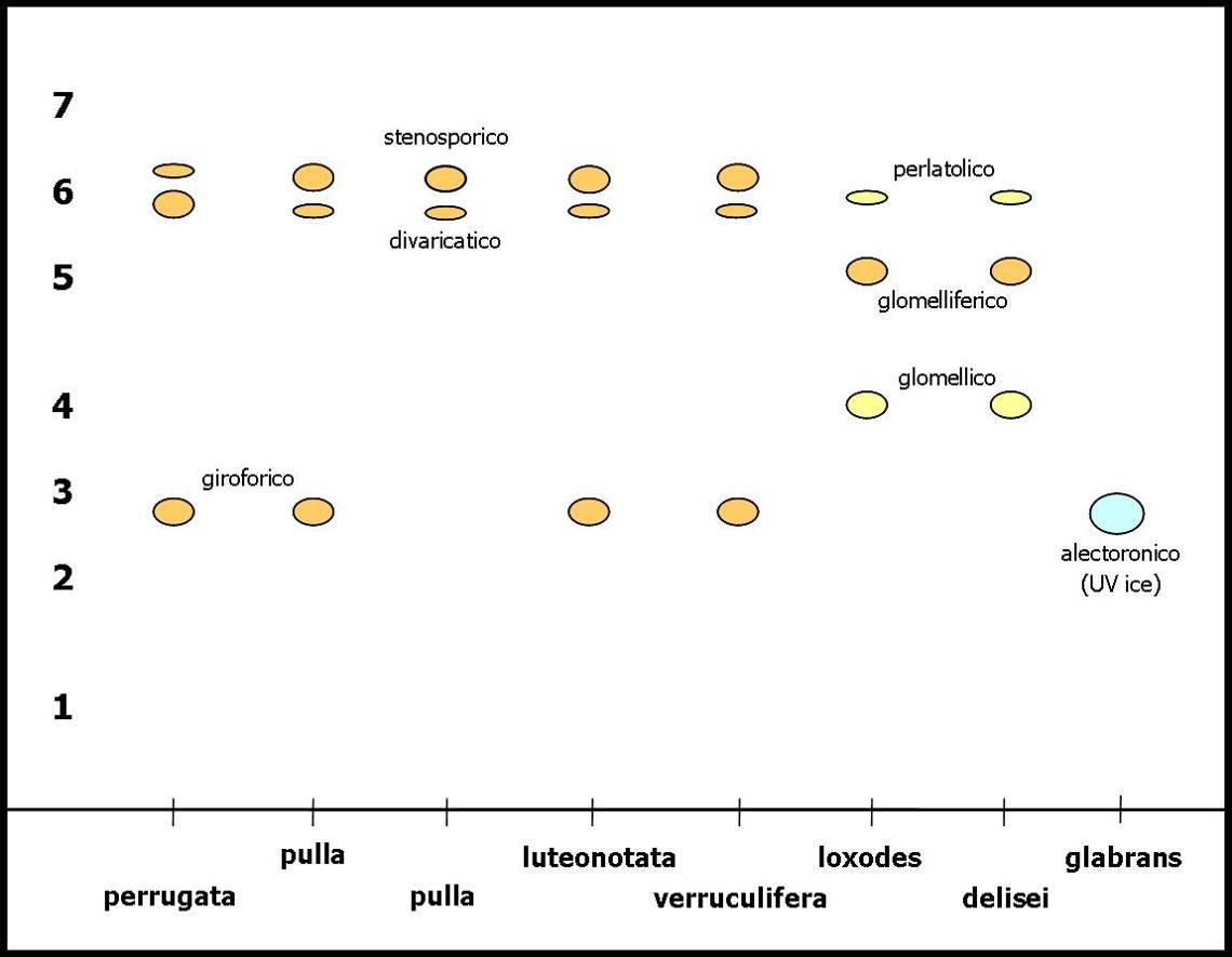 Chiave del genere Xanthoparmelia in Italia